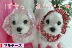 にほんブログ村 犬ブログ マルチーズへ