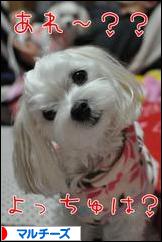 にほんブログ村 犬ブログ マルチーズへ