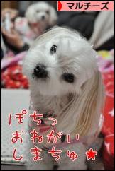 にほんブログ村 犬ブログ マルチーズへ