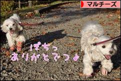 にほんブログ村 犬ブログ マルチーズへ