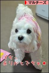 にほんブログ村 犬ブログ マルチーズへ