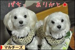 にほんブログ村 犬ブログ マルチーズへ