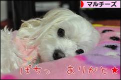 にほんブログ村 犬ブログ マルチーズへ