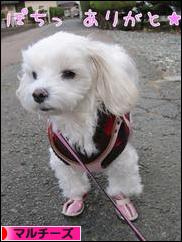 にほんブログ村 犬ブログ マルチーズへ