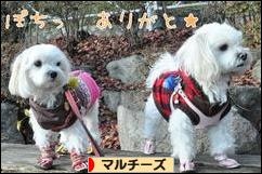 にほんブログ村 犬ブログ マルチーズへ