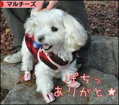 にほんブログ村 犬ブログ マルチーズへ