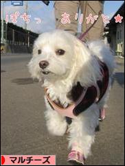 にほんブログ村 犬ブログ マルチーズへ