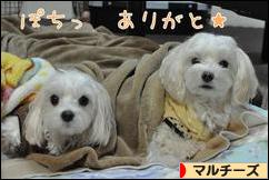 にほんブログ村 犬ブログ マルチーズへ