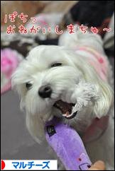 にほんブログ村 犬ブログ マルチーズへ