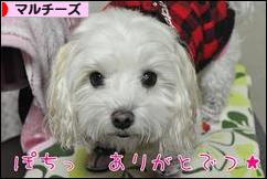 にほんブログ村 犬ブログ マルチーズへ