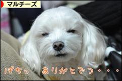 にほんブログ村 犬ブログ マルチーズへ