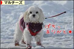 にほんブログ村 犬ブログ マルチーズへ