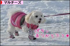 にほんブログ村 犬ブログ マルチーズへ