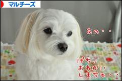 にほんブログ村 犬ブログ マルチーズへ