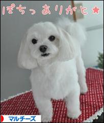 にほんブログ村 犬ブログ マルチーズへ