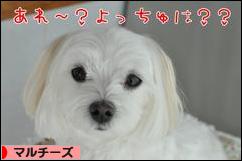 にほんブログ村 犬ブログ マルチーズへ