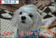 にほんブログ村 犬ブログ マルチーズへ