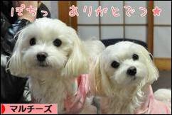 にほんブログ村 犬ブログ マルチーズへ