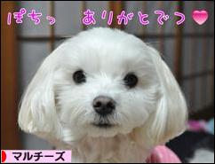 にほんブログ村 犬ブログ マルチーズへ
