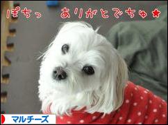 にほんブログ村 犬ブログ マルチーズへ