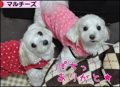 にほんブログ村 犬ブログ マルチーズへ
