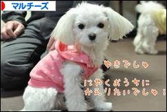 にほんブログ村 犬ブログ マルチーズへ