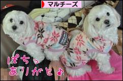 にほんブログ村 犬ブログ マルチーズへ