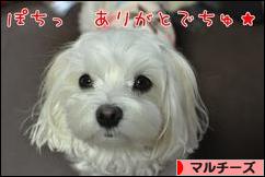 にほんブログ村 犬ブログ マルチーズへ