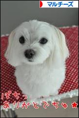 にほんブログ村 犬ブログ マルチーズへ