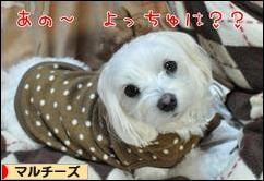 にほんブログ村 犬ブログ マルチーズへ