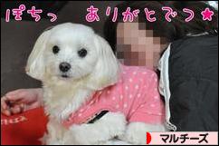 にほんブログ村 犬ブログ マルチーズへ