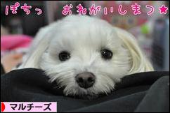 にほんブログ村 犬ブログ マルチーズへ