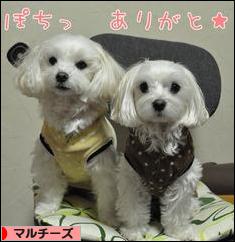 にほんブログ村 犬ブログ マルチーズへ