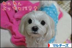 にほんブログ村 犬ブログ マルチーズへ