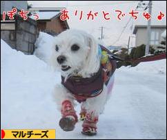 にほんブログ村 犬ブログ マルチーズへ