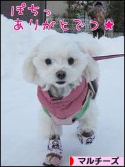 にほんブログ村 犬ブログ マルチーズへ
