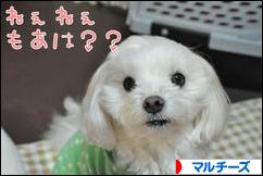 にほんブログ村 犬ブログ マルチーズへ
