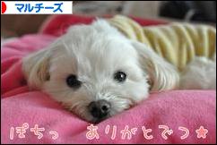 にほんブログ村 犬ブログ マルチーズへ