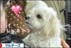 にほんブログ村 犬ブログ マルチーズへ