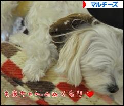 にほんブログ村 犬ブログ マルチーズへ
