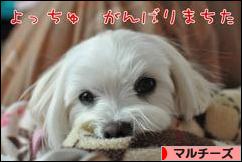 にほんブログ村 犬ブログ マルチーズへ