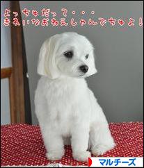 にほんブログ村 犬ブログ マルチーズへ
