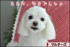 にほんブログ村 犬ブログ マルチーズへ