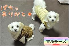 にほんブログ村 犬ブログ マルチーズへ