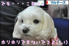 にほんブログ村 犬ブログ マルチーズへ