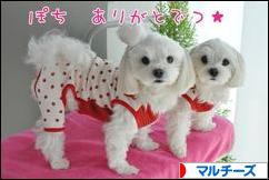 にほんブログ村 犬ブログ マルチーズへ