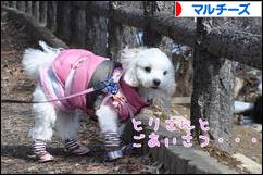 にほんブログ村 犬ブログ マルチーズへ