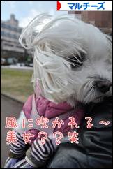 にほんブログ村 犬ブログ マルチーズへ