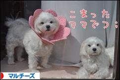 にほんブログ村 犬ブログ マルチーズへ