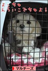 にほんブログ村 犬ブログ マルチーズへ